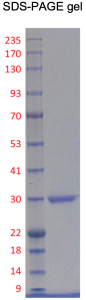 Recombinant Human CDK2